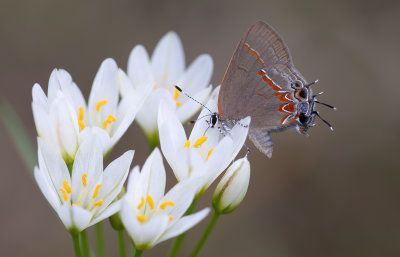 Red-banded Hairstreak.jpg