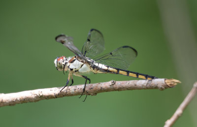 Great Blue Skimmer 1.jpg