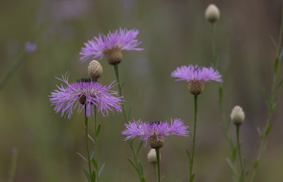 Basket Flower 2.jpg