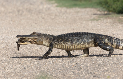 Alligator with Garfish