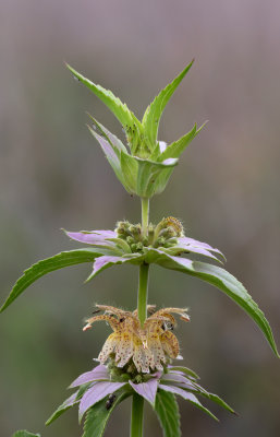 Spotted Beebalm.jpg