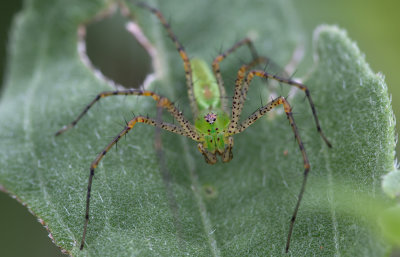 Green Lynx Spider.jpg