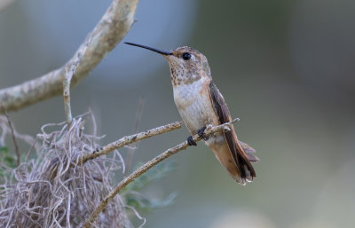 juvenile Rufous Hummingbird.jpg