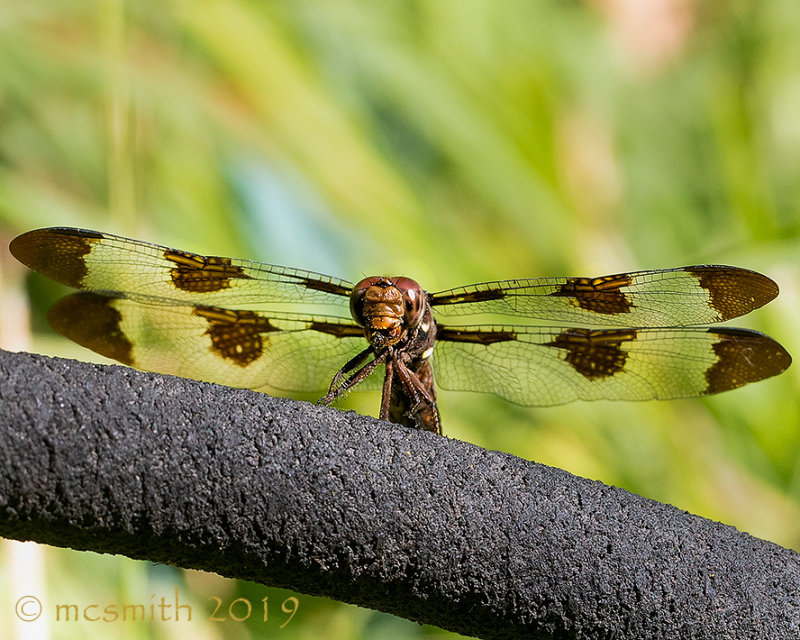 Dragonfly