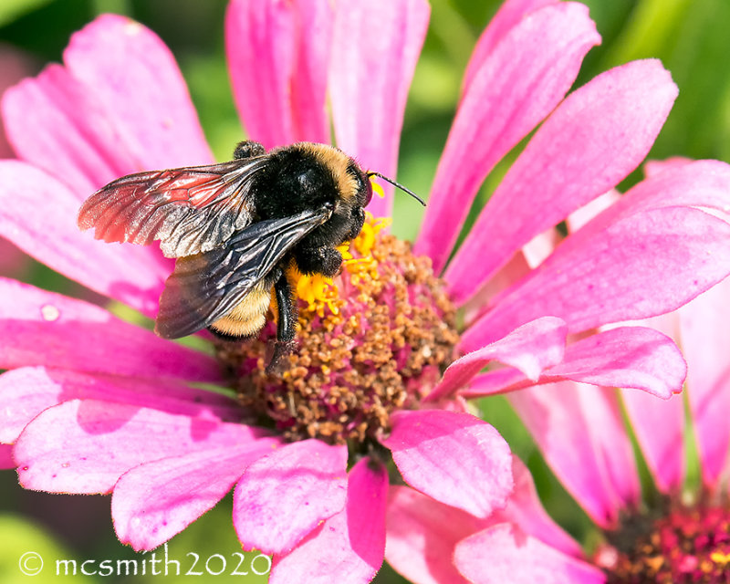 Bumblebee from Above