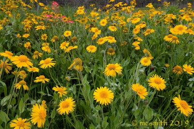 Field of Coreopsis