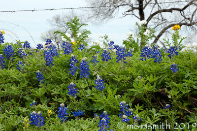 Bluebonnets Along Barb Wire