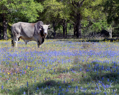 Brahma in the Bluebonnets