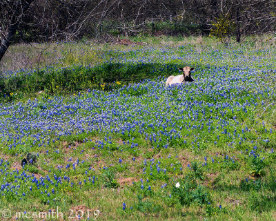 Lounging in the Bluebonnets