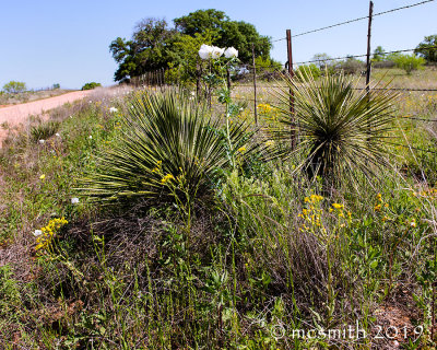 Yucca, Poppies, and Barbed Wire