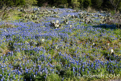 Bluebonnets and Cacti