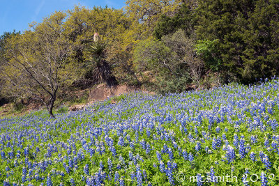 Bluebonnets and Yucca