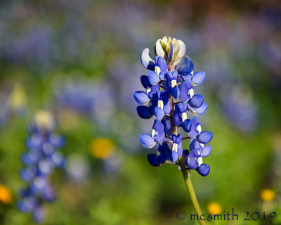 Bluebonnet Closeup