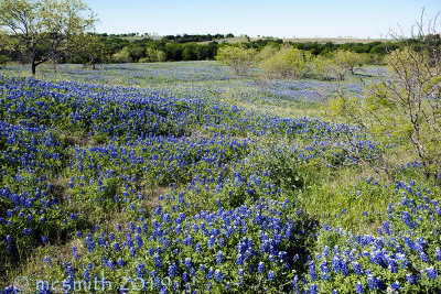 Rolling Bluebonnet Hills