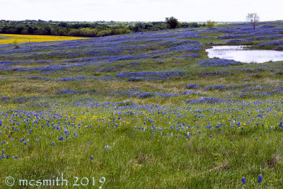 Bluebonnets and Rolling Hills