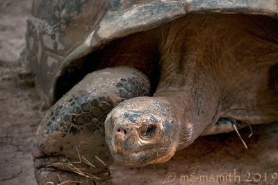 Galpagos Tortoise - (Chelonoidis nigra)
