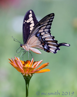 Young Swallowtail 