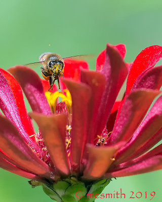 Pollen Face