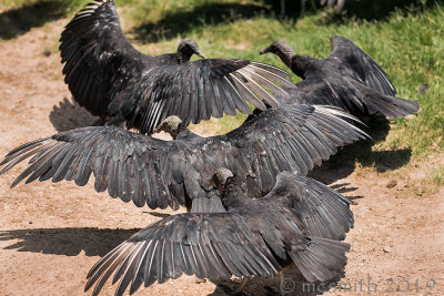 A Committee of Vultures