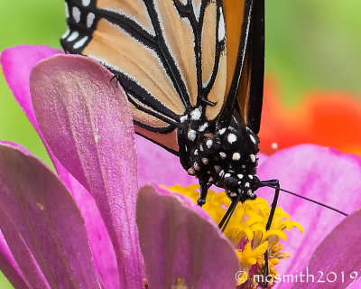 Face to Face with a Monarch Butterfly