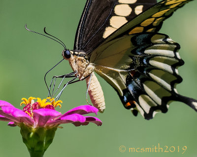 Swallowtail Closeup