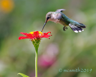 Iridescent green on a hummingbird.