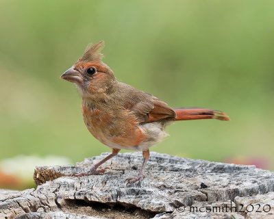  Juvenile Northern Cardinal