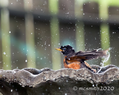American Robin getting a Bath