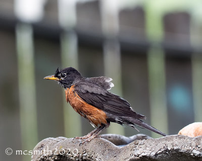 Wet American Robin