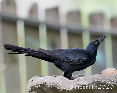 Drinking Grackle
