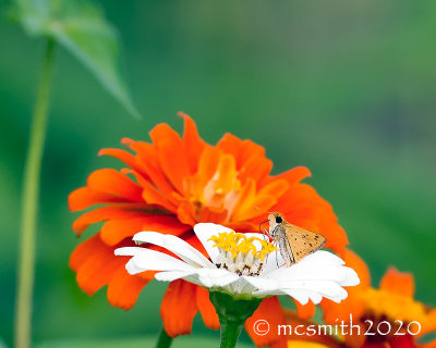 Fiery Skipper Butterfly  Hylephila phyleus