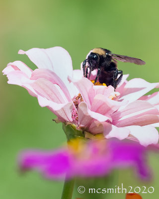 Bumblebee and Pink Zinnia