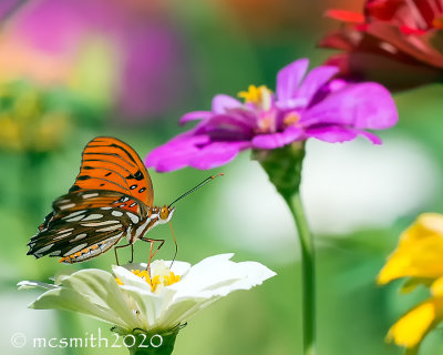 Gulf fritillary with Open Wings