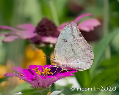 Cabbage White Butterfly