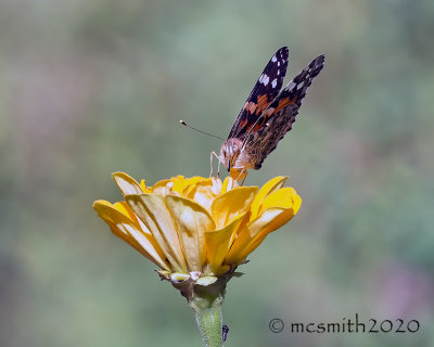 Face to Face with a Painted Lady Butterfly