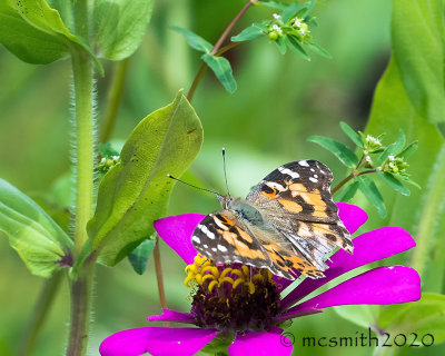 Open Wing Painted Lady Butterfly