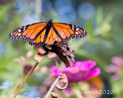 Tattered Monarch