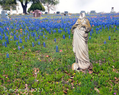Texas Wildflowers 2021