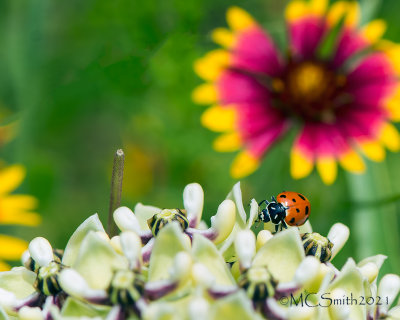 Ladybug in the Milkweed