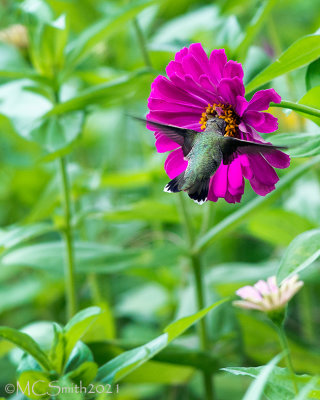 Headfirst into the Flower
