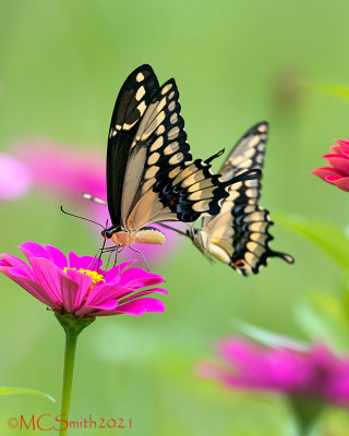 Amorous Eastern Tiger Swallowtail Butterflies