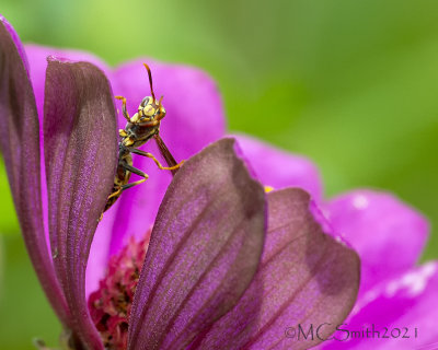 Yellowjacket Wasp in a Zinnia