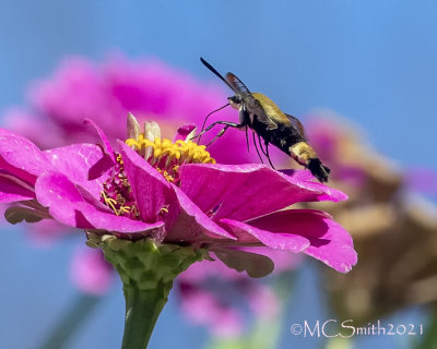 Snowberry Clearwing with Blue Sky