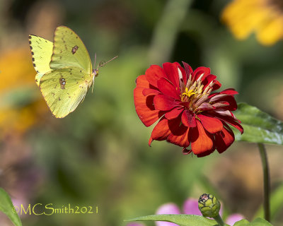 Flying Cloudless Sulphur Butterfly 