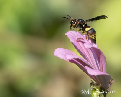 Cicada Killer Wasp (Sphecius Speciosus)