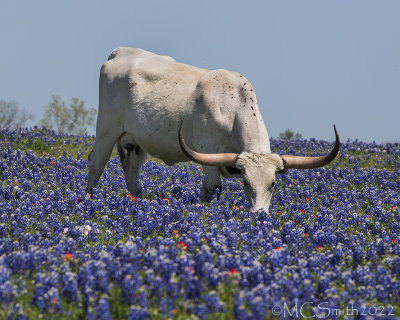 Texas Wildflowers 2022