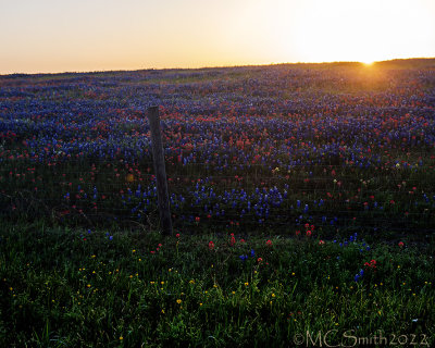Early Morning Wildflowers