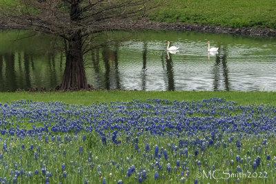 Texas Wildflowers 2022