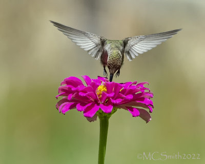 Wings over Zinnia