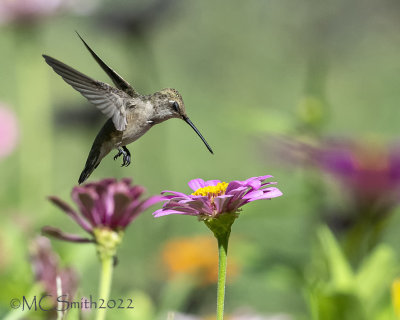 Sleepy Hummingbird